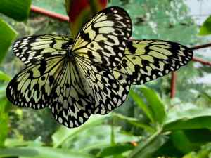 Jolis papillons - Siquijor - Philippines