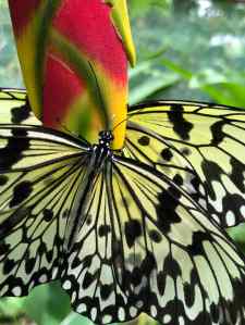 Jolis papillons - Siquijor - Philippines