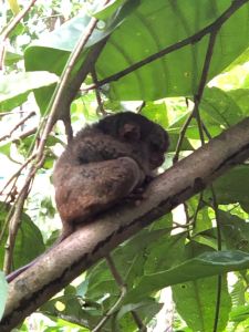 Petit tarsier trop mignon ! - Bohol - Philippines