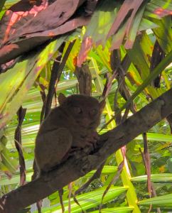 Petit tarsier trop mignon ! - Bohol - Philippines