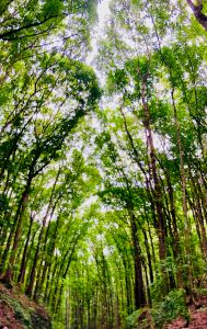 Forêt de Bihar - Bohol - Philippines