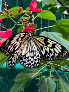 Papillon endémique - Bohol - Philippines