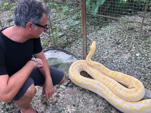 Salut le python albinos ! - Bohol - Philippines