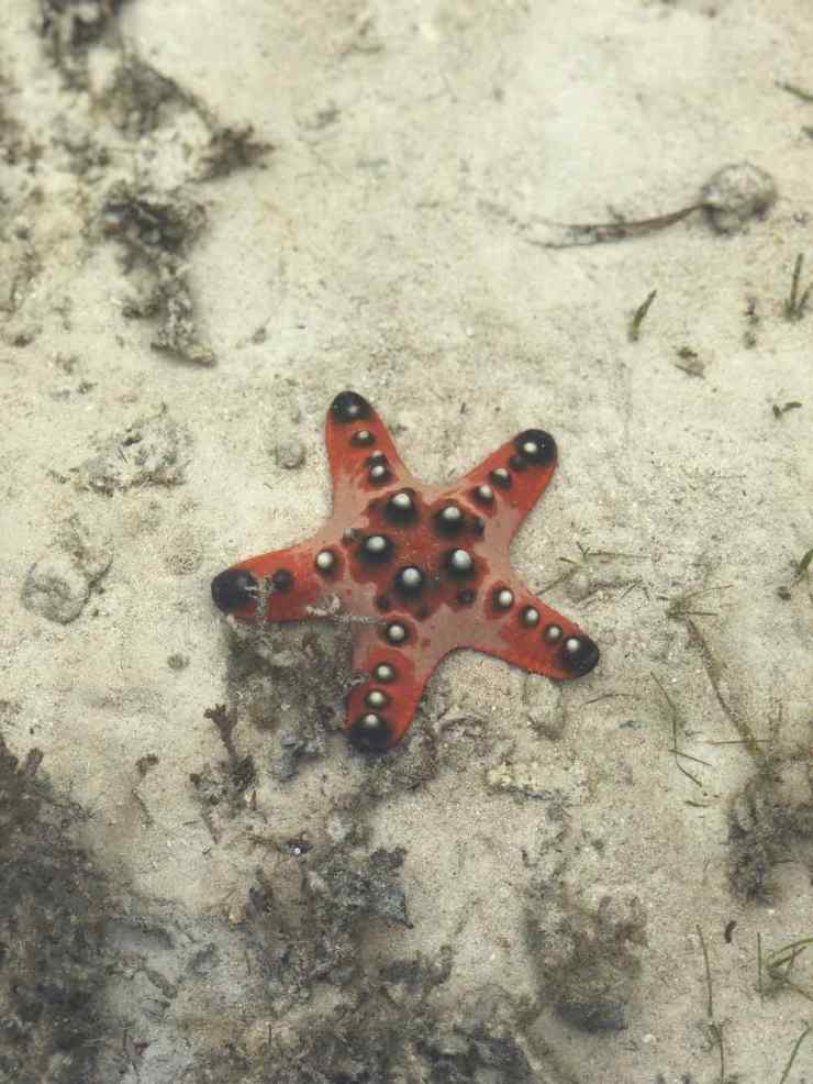 Etoile de mer - Siquijor - Philippines