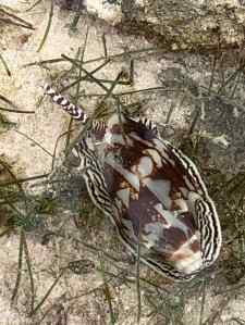 Animal non identifié - Siquijor - Philippines