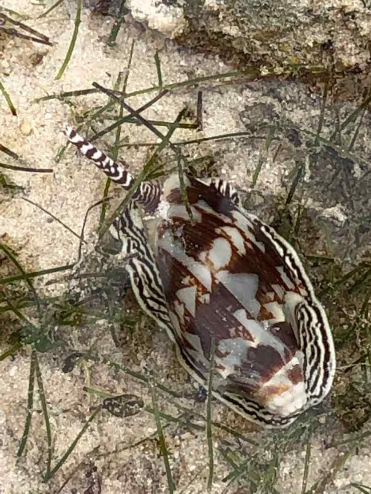 Animal non identifié - Siquijor - Philippines