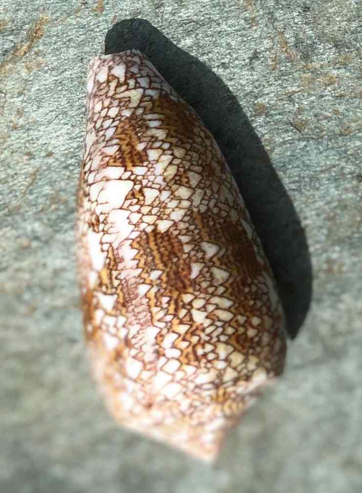 Cône Géographe, mortel ! - Siquijor - Philippines