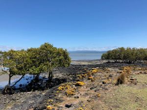 Paysage de lave - Ambury Regional Park - Nouvelle-Zélande
