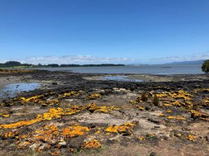 Paysage de lave - Ambury Regional Park - Nouvelle-Zélande