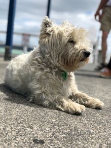 Chien du coin, Scottish typique de Nouvelle Zélande - Russel - Bay of Island - Nouvelle Zélande
