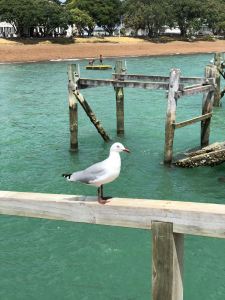 Mouette sur le ponton - Russel - Bay of Island - Nouvelle Zélande