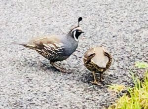 Oiseau Néo-Zélandais à houpette - Coromandel - Nouvelle Zélande