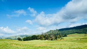 Paysage de la Comté- Avant d'arriver à Hobbiton - Nouvelle-Zélande