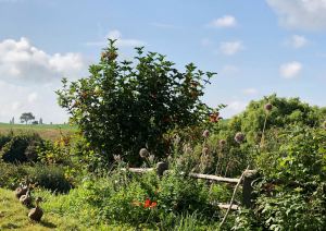 Vrai potager et vrais canards - Hobbiton - Nouvelle-Zélande