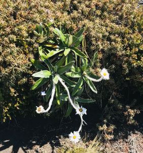 Fleurs du bush - Tongariro Alpine Crossing - Nouvelle-Zélande