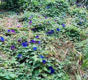 Même les talus sont fleuris ici - Russel - Bay of Island - Nouvelle Zélande