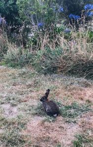 Lapin matinal - Cook Beach - Coromandel - Nouvelle-Zélande