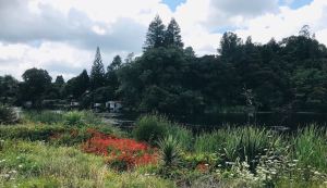 Végétation au bord de la rivière près des Okere Falls - Roturoa - Nouvelle-Zélande