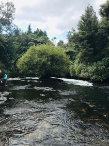 Arbre au milieu des eaux - Okere Falls - Roturoa - Nouvelle-Zélande