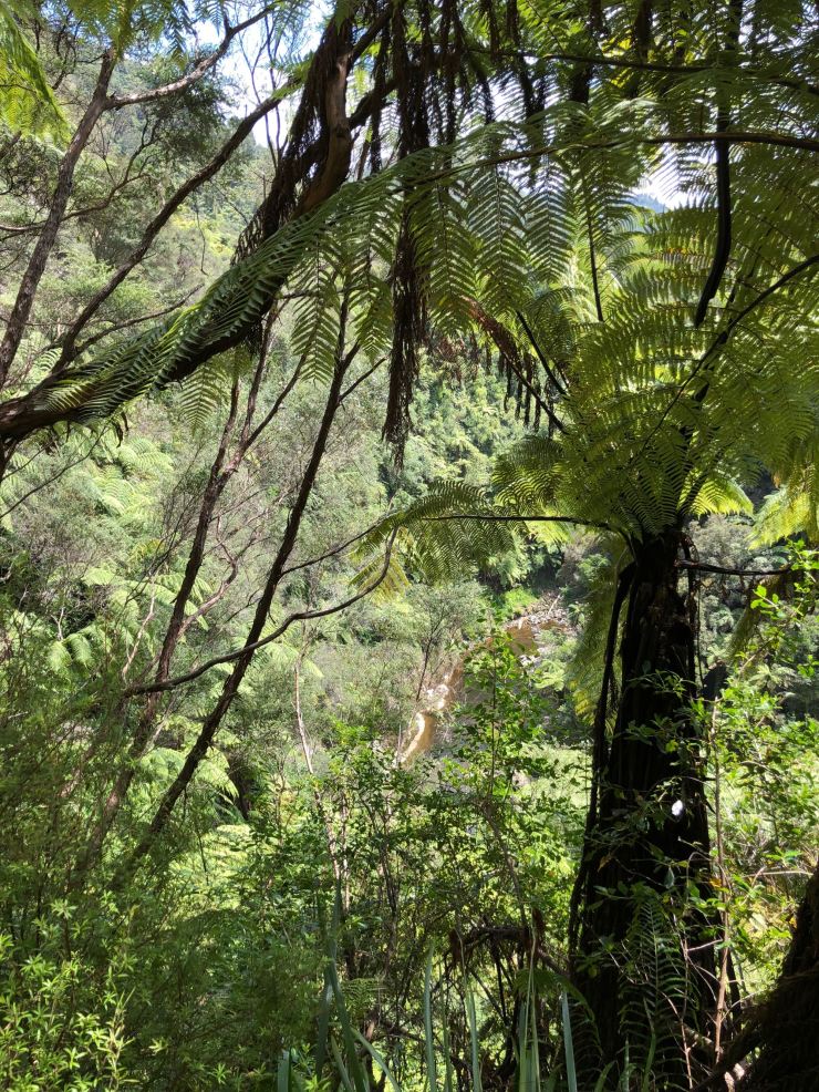 Végétation Néozélandaise - Whanganui River - Nouvelle-Zélande