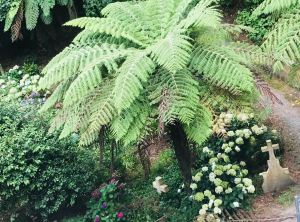 Cimetière derrière le jardin botanique - Tombe à l'ombre d'une fougère arborescente - Wellington - Nouvelle-Zélande