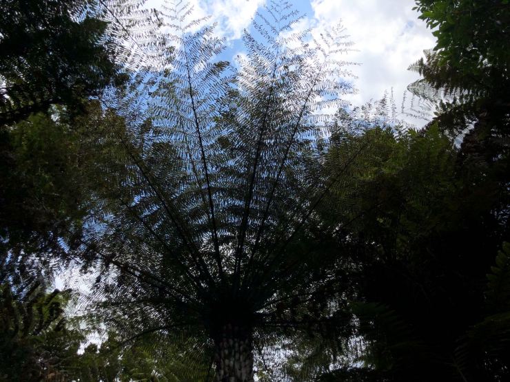 Fougère Arborescente -Whanganui River - Nouvelle-Zélande
