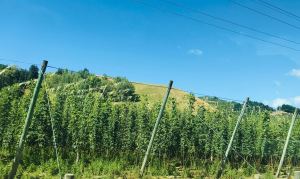 Vignes de Marlborough - Nouvelle-Zélande