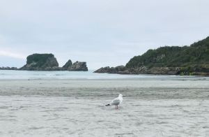 Mouette égarée - Environs de Westport - Nouvelle-Zélande