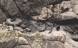 Vous les voyez, les phoques ? - Environs de Westport - Nouvelle-Zélande