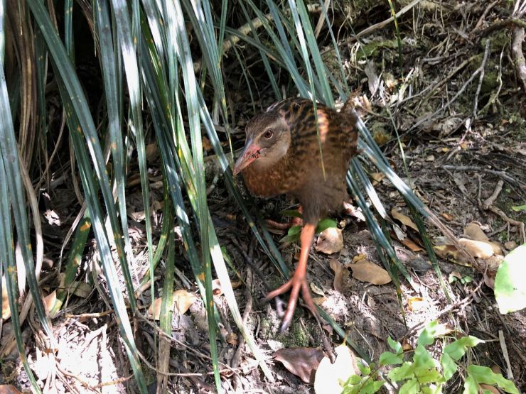Weka - Parc Abel Tasman - Nouvelle-Zélande