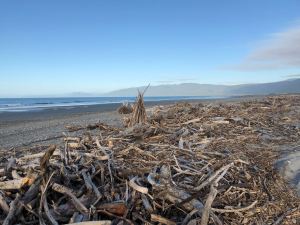 Bois flotté sur plage déserte - Westport - Nouvelle-Zélande