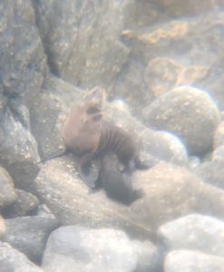 Bébé phoque et sa mère pris à travers les jumelles d'Eden - Environs de Westport - Nouvelle-Zélande