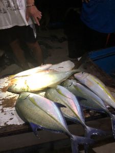 Poissons super frais ! - Retour de pêche - Palawan - Philippines