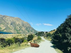 En chemin vers notre campement, vache sur la route - Lac Hawea - Nouvelle-Zélande