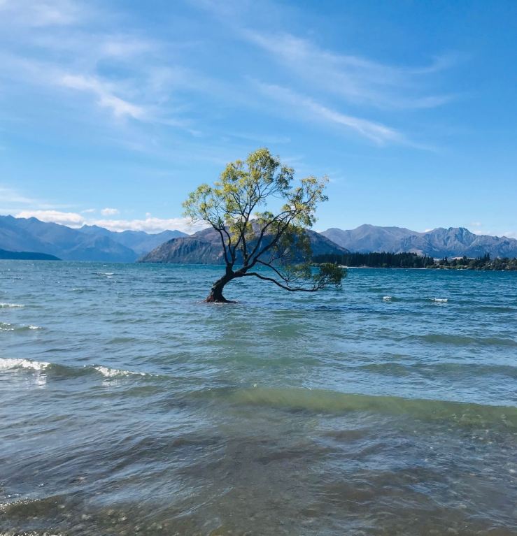 Le petit arbre symbole de Wanaka - Nouvelle-Zélande