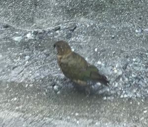 Le Kea - Sur la route du Milford Sound - Fjordland - Nouvelle-Zélande