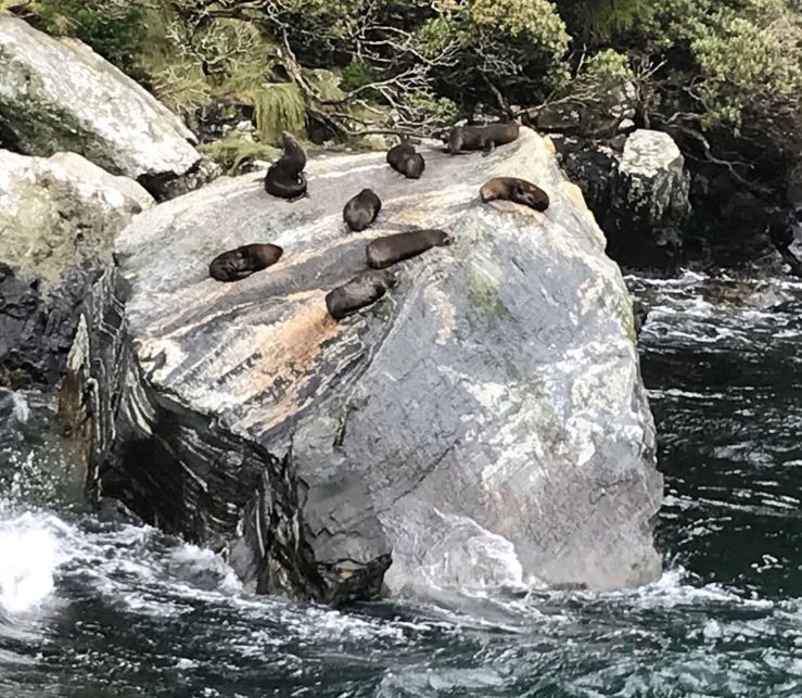 Petite colonie de phoques - Milford Sound - Fjordland - Nouvelle-Zélande