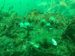 Etranges anémones - Observatoire Sous-marin - Milford Sound - Fjordland - Nouvelle-Zélande