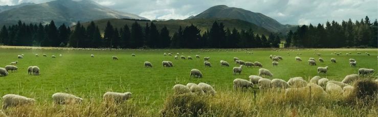 Champ de moutons ! - Banks Peninsula - Nouvelle-Zélande