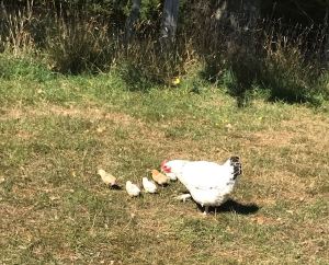 A la ferme, dame poule et ses poussins - Akaroa - Banks Peninsula - Nouvelle-Zélande
