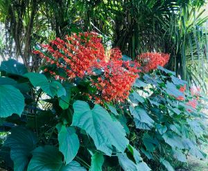 Arbre pagode - Jardin d'eau - Tahiti - Polynésie