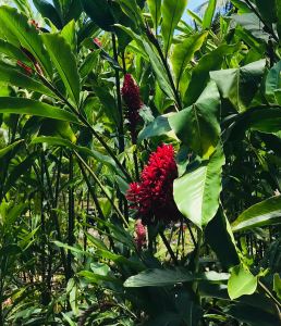 Bec de perroquet - Jardin d'eau - Tahiti - Polynésie