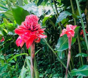 Jolie fleur exotique - Jardin d'eau - Tahiti - Polynésie
