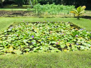 Bassin de lotus - Jardin d'eau - Tahiti - Polynésie
