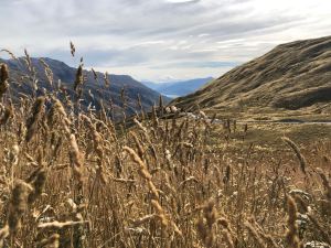 Blé estival - Paysage de Nouvelle-Zélande