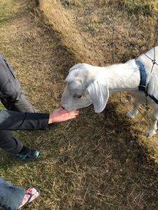 Ha nourrir une biquette...- Nouvelle-Zélande