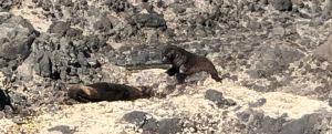 Phoques au soleil - Akaroa - Banks Peninsula - Nouvelle-Zélande