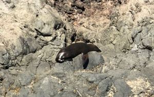 Phoque au soleil - Akaroa - Banks Peninsula - Nouvelle-Zélande