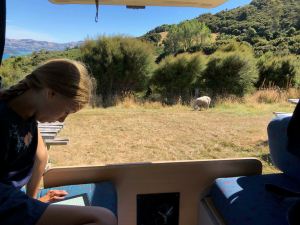 Instant lecture dans le van, à la ferme - Akaroa - Banks Peninsula - Nouvelle-Zélande