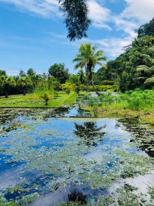 Jardin d'eau - Tahiti - Polynésie